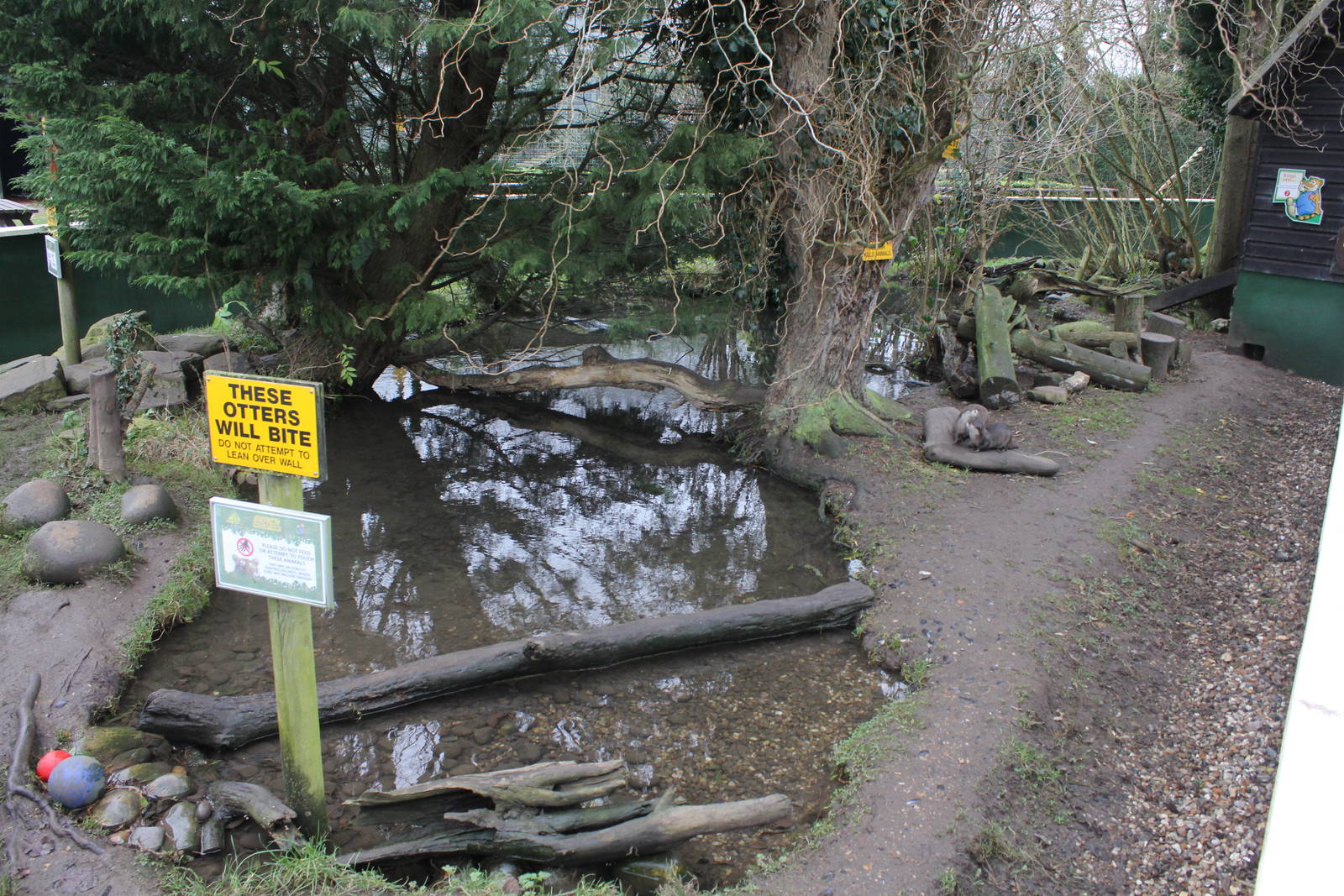 Asian short-clawed Otter enclosure 1-1-15