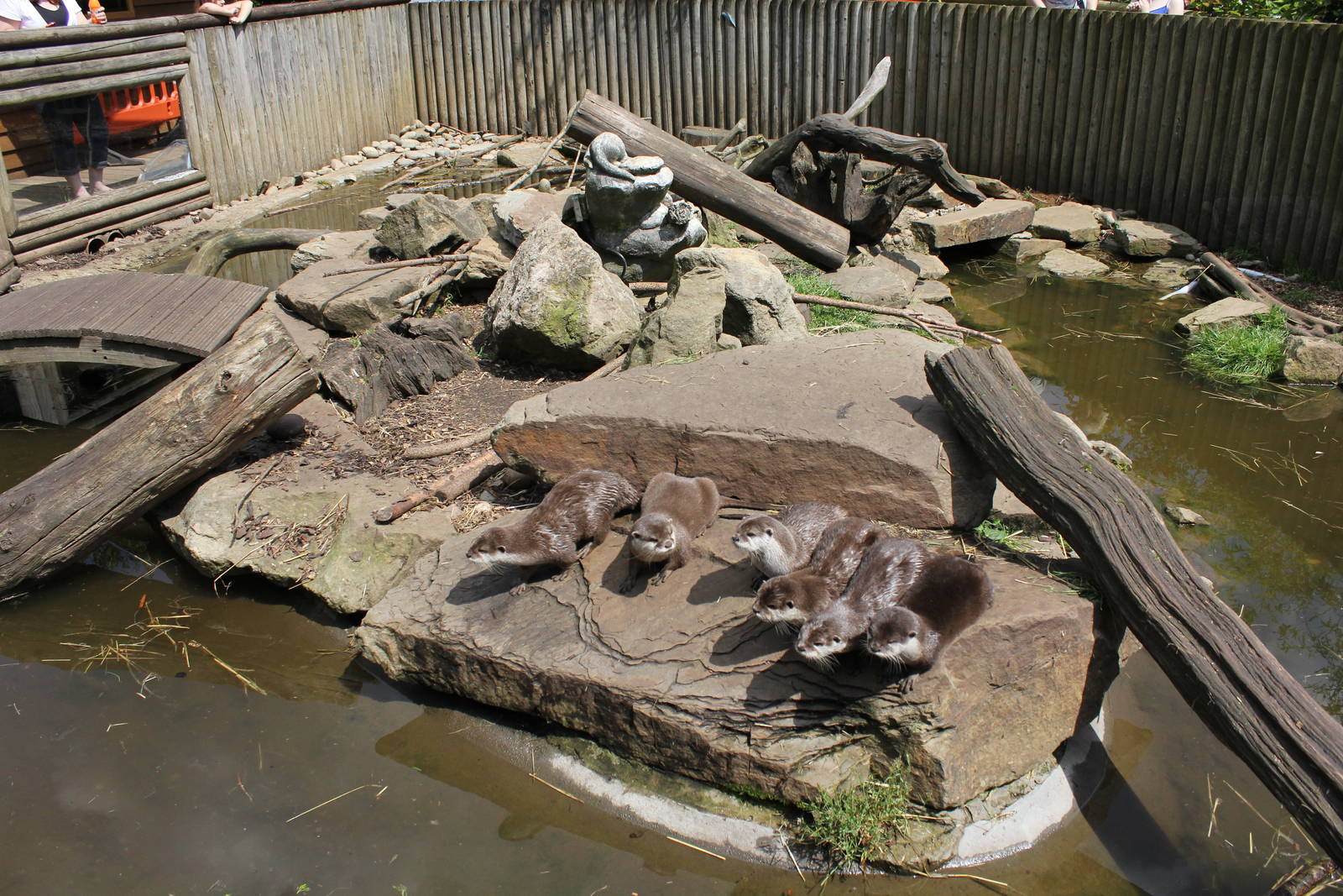 Asian short-clawed Otter enclosure 1-6-14