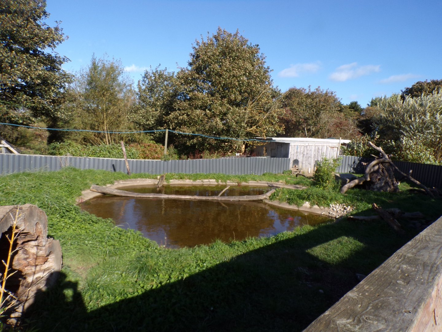 Asian short-clawed otter enclosure 14.10.23