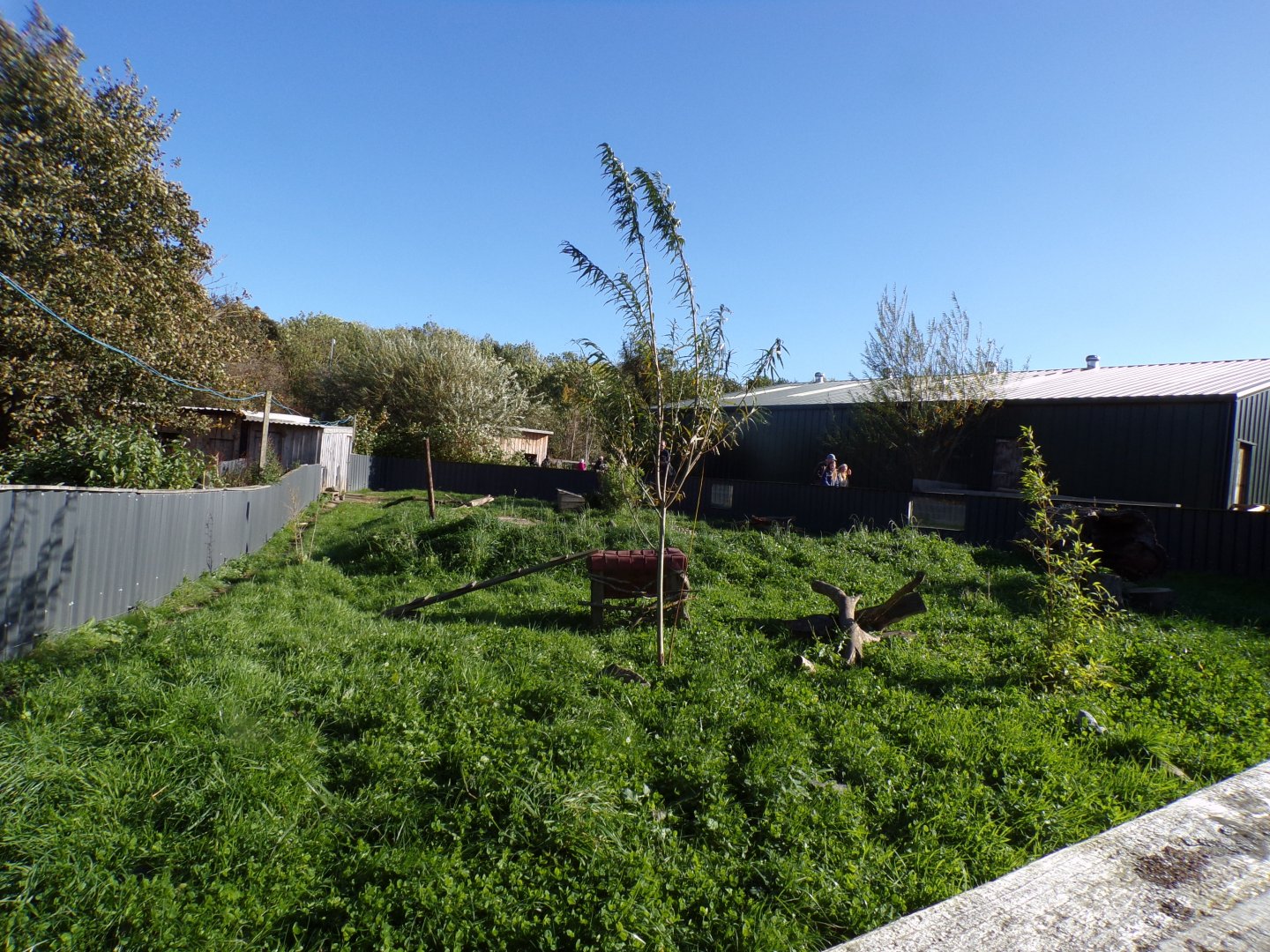Asian short-clawed otter enclosure 14.10.23