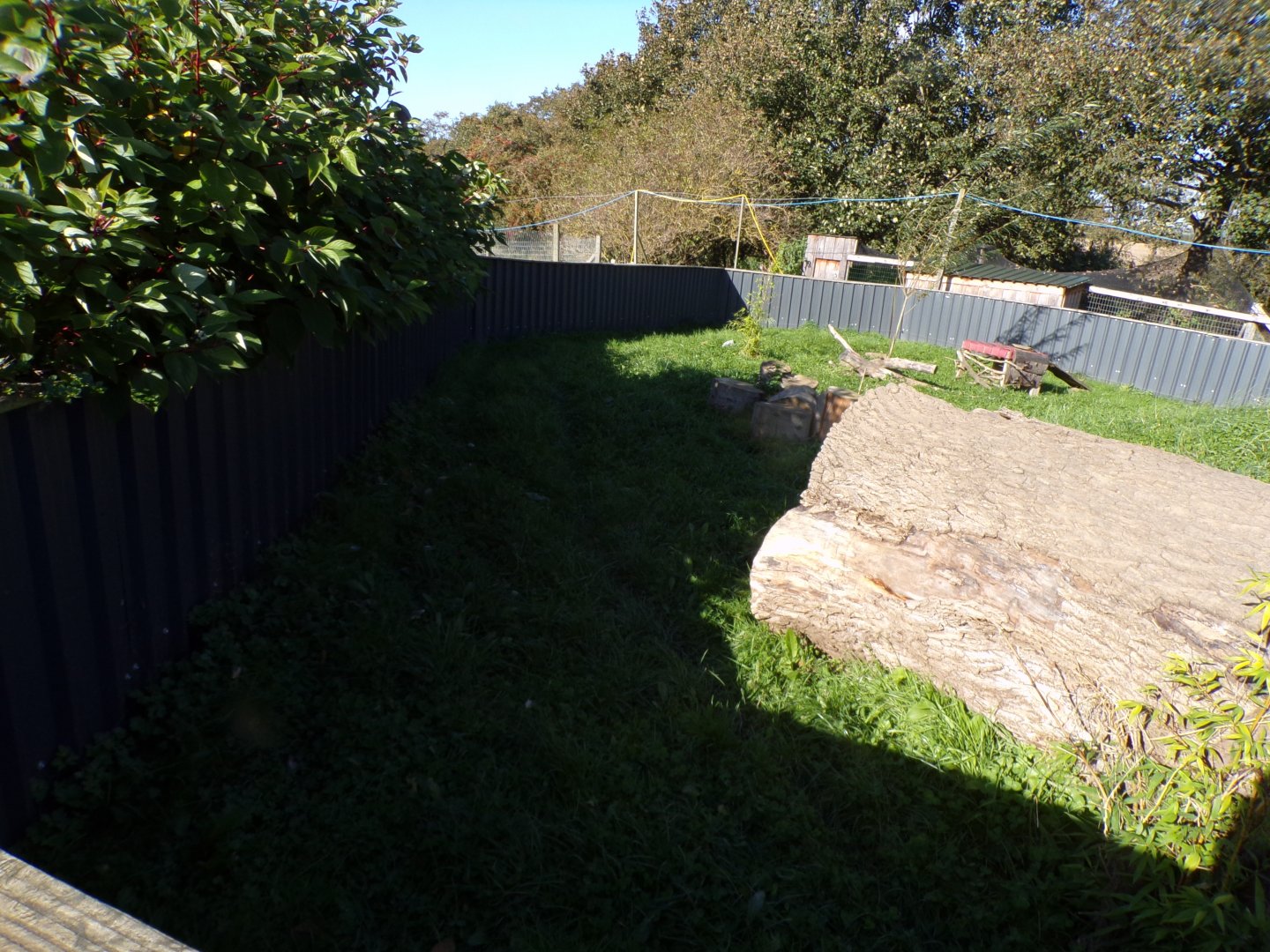 Asian short-clawed otter enclosure 14.10.23