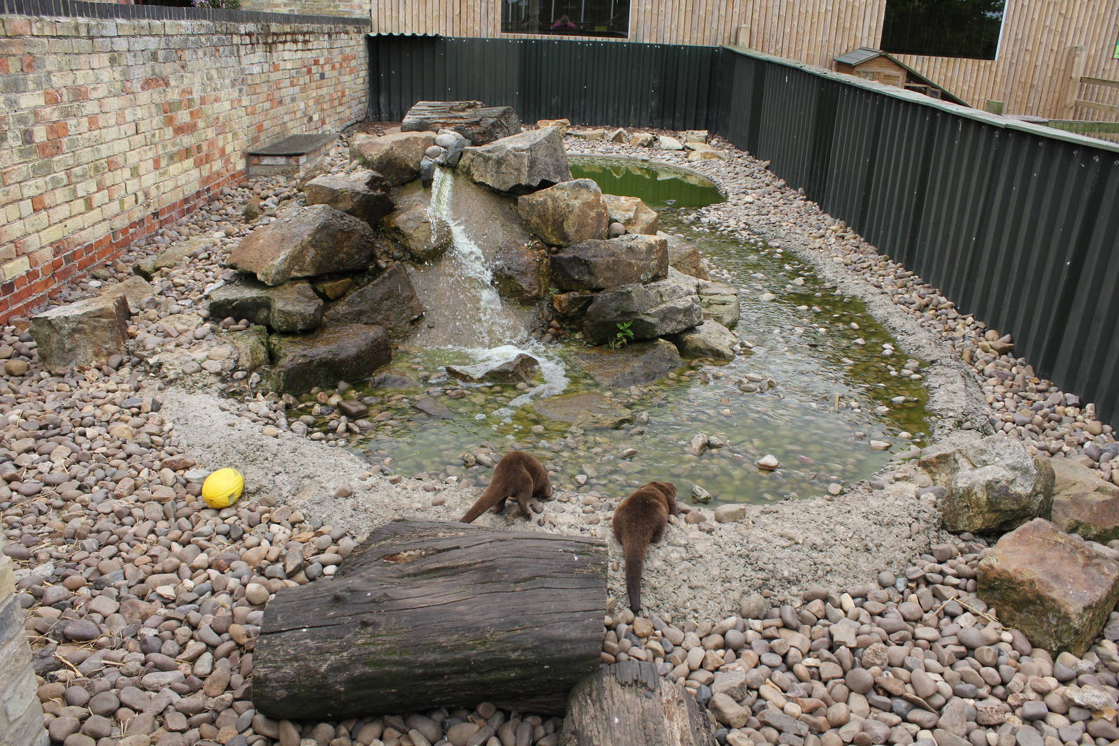 Asian short clawed Otter enclosure 15-8-14