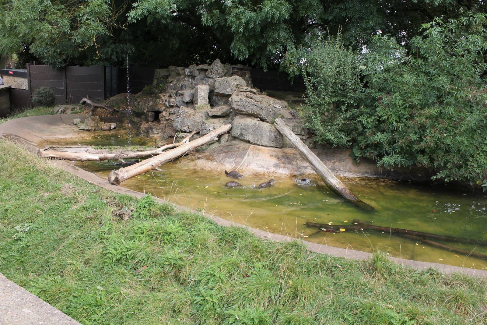 Asian short clawed otter enclosure. 16-8-14