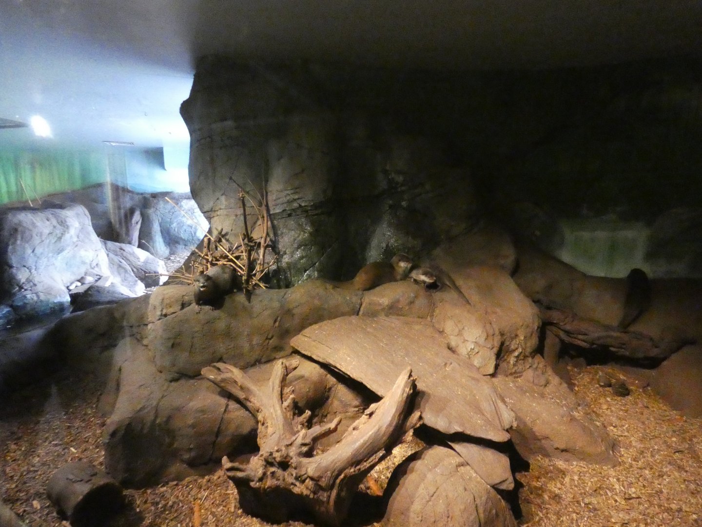 Asian short-clawed otter enclosure (2)