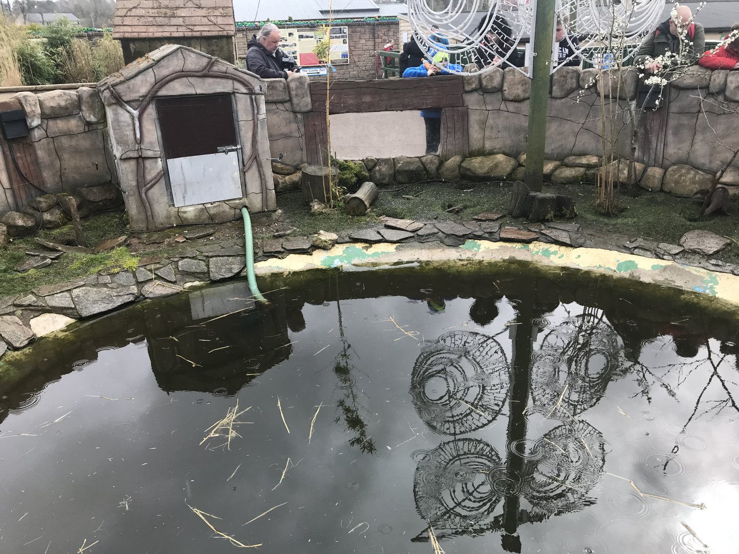 Asian short clawed otter enclosure (2)