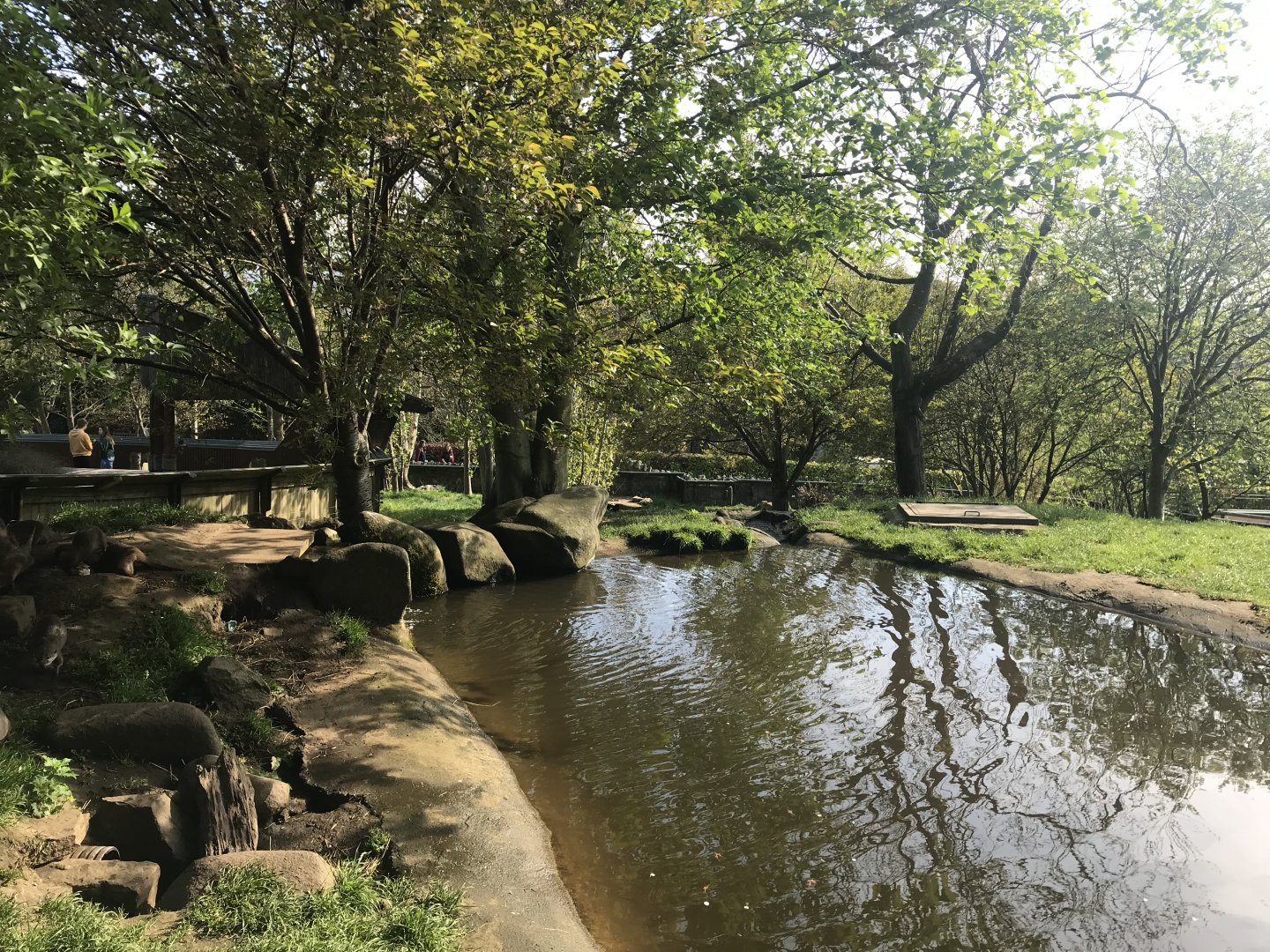 Asian short clawed otter enclosure (2)