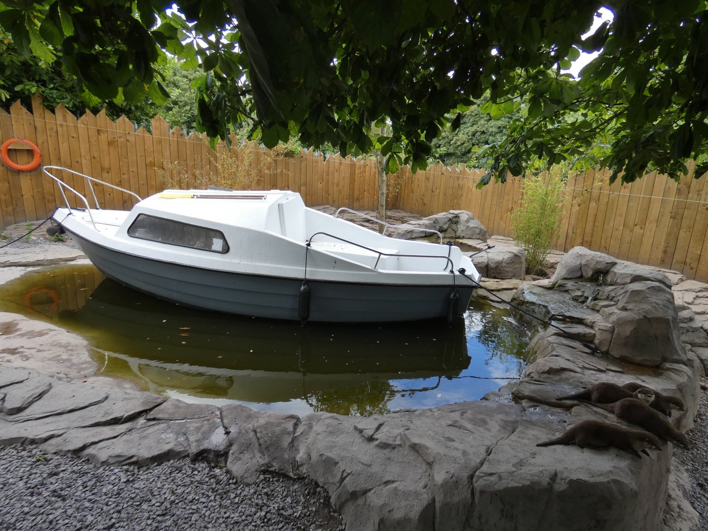 Asian short-clawed otter enclosure (2)