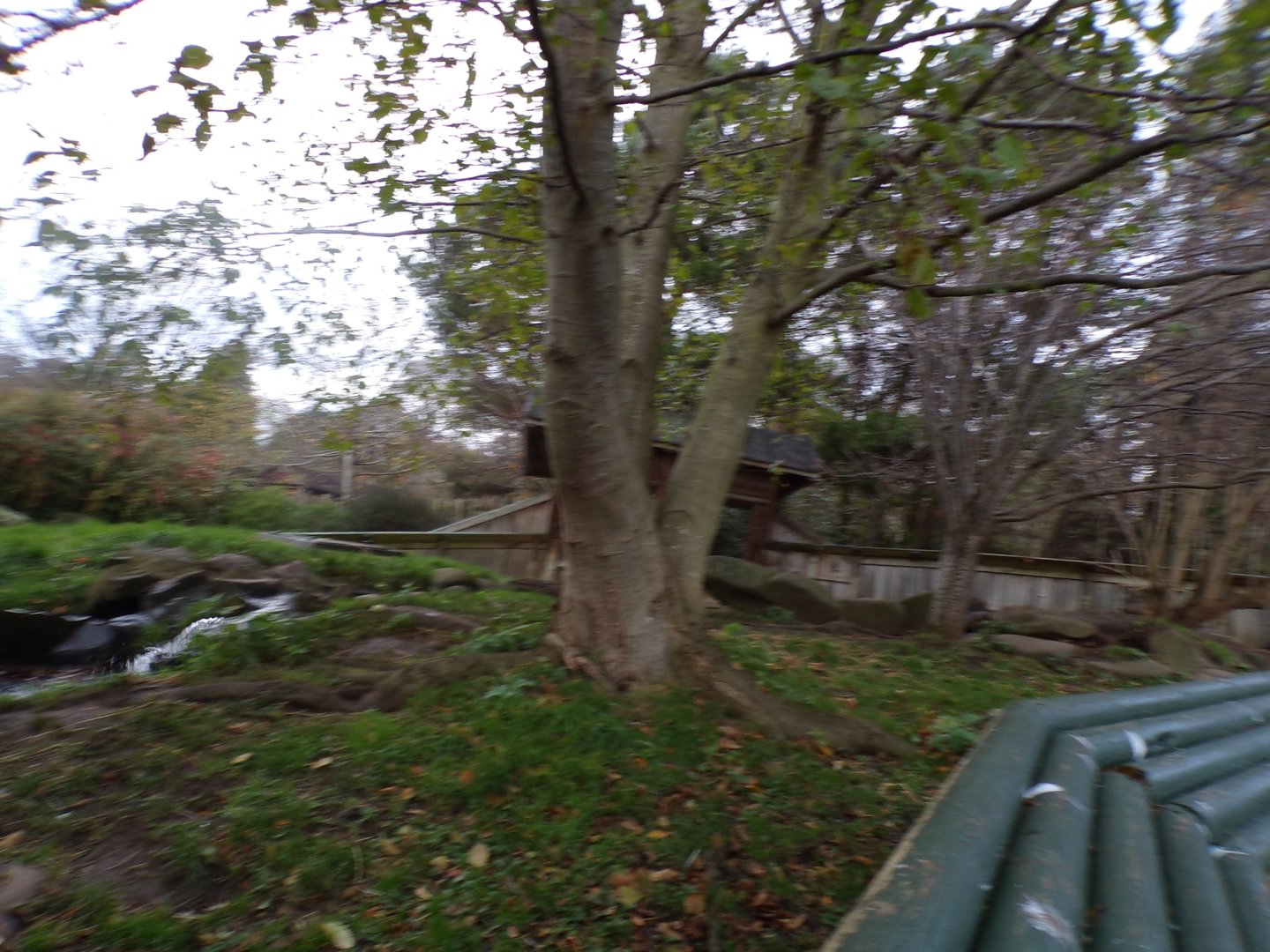 Asian short clawed otter enclosure (2)