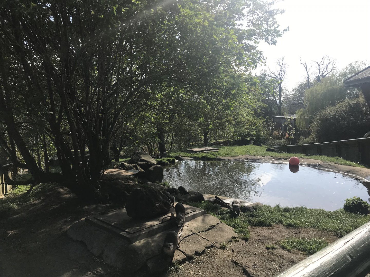 Asian short clawed otter enclosure (3)