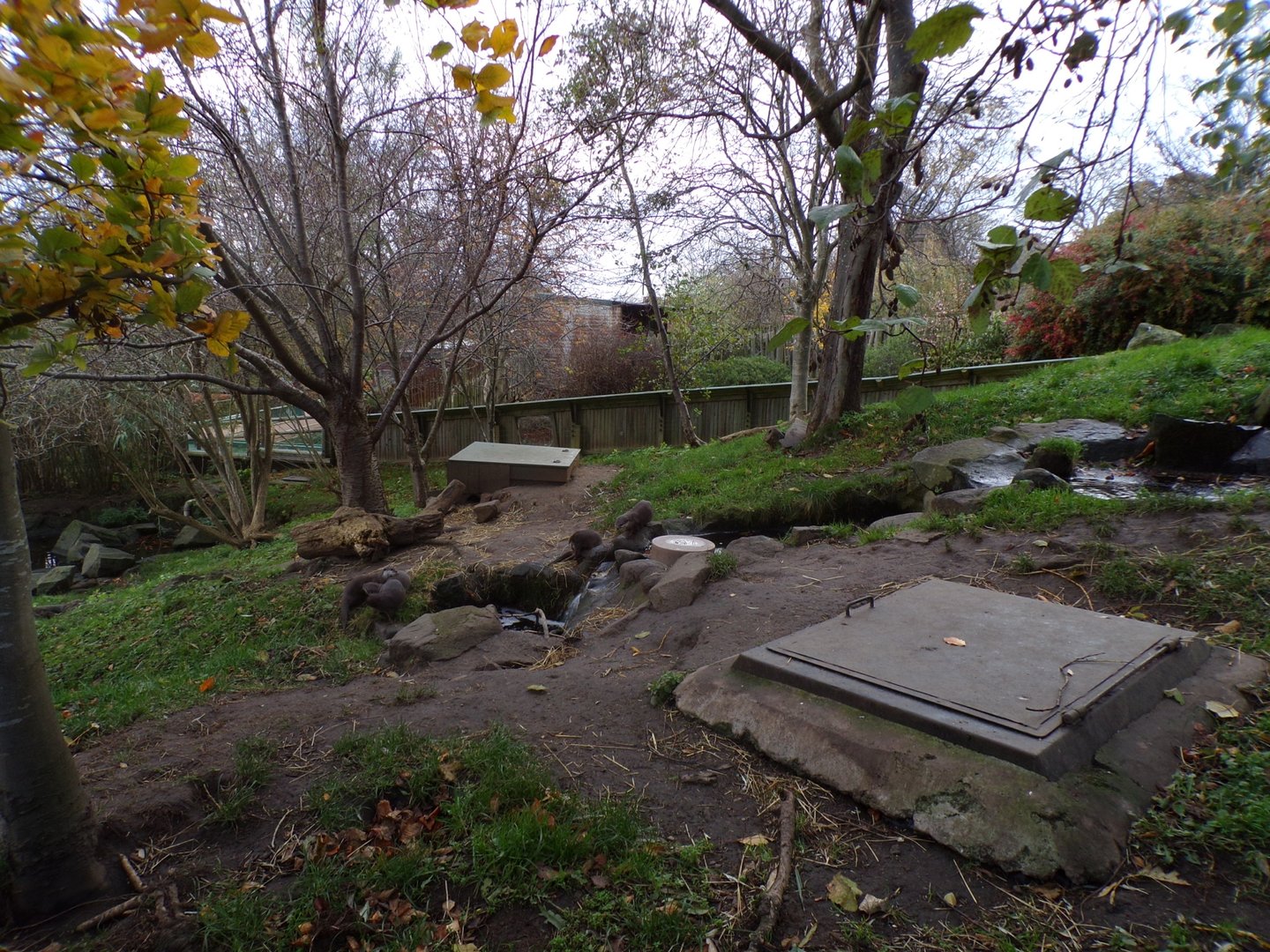 Asian short clawed otter enclosure (3)