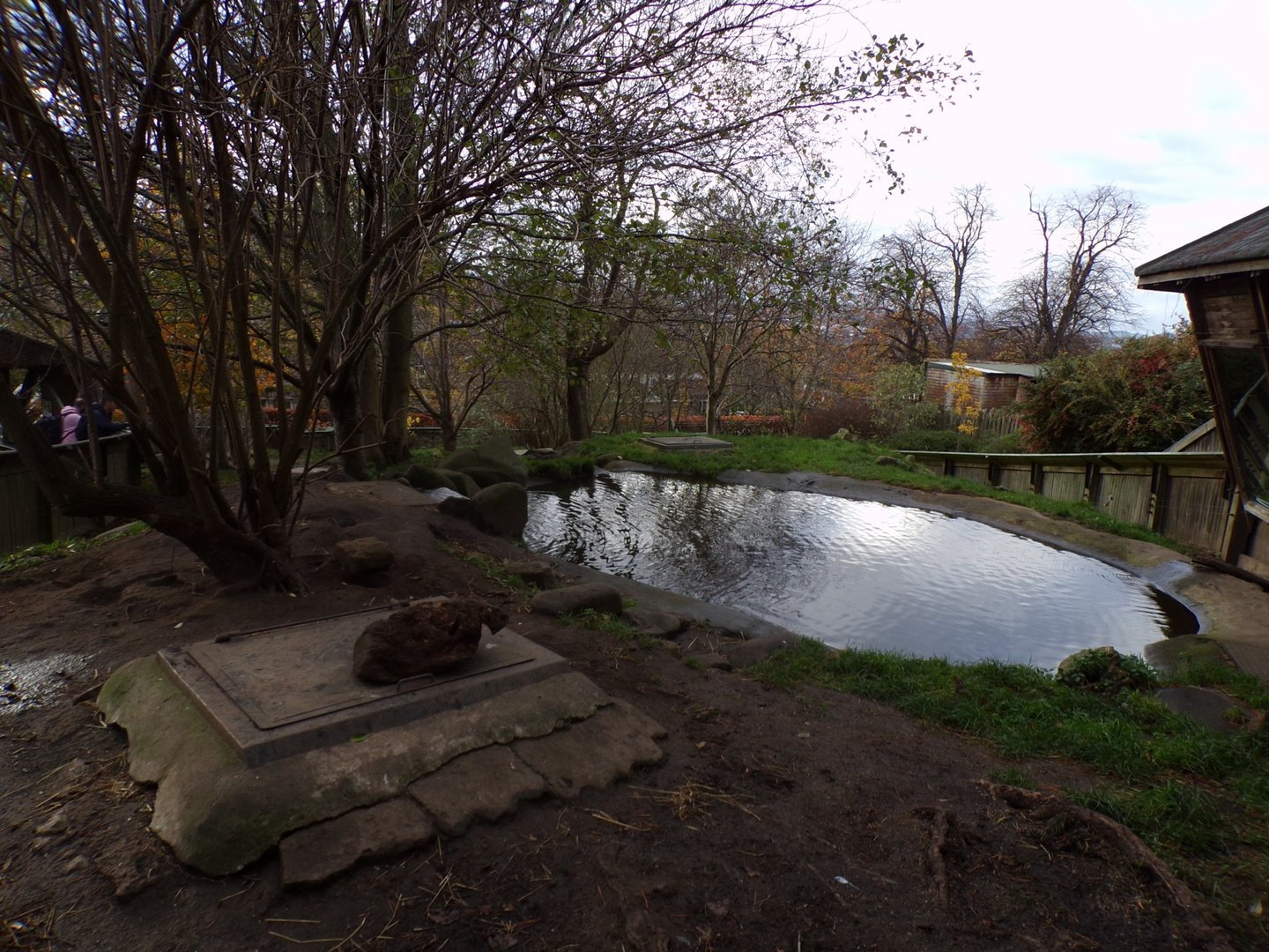 Asian short clawed otter enclosure (4)