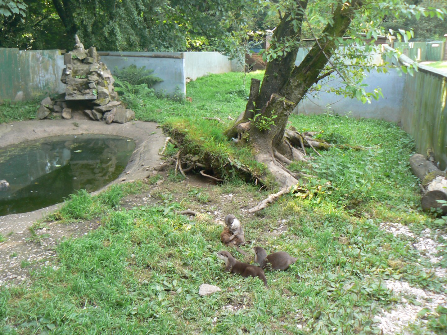 Asian Short-clawed Otter Enclosure - 8 August 2017