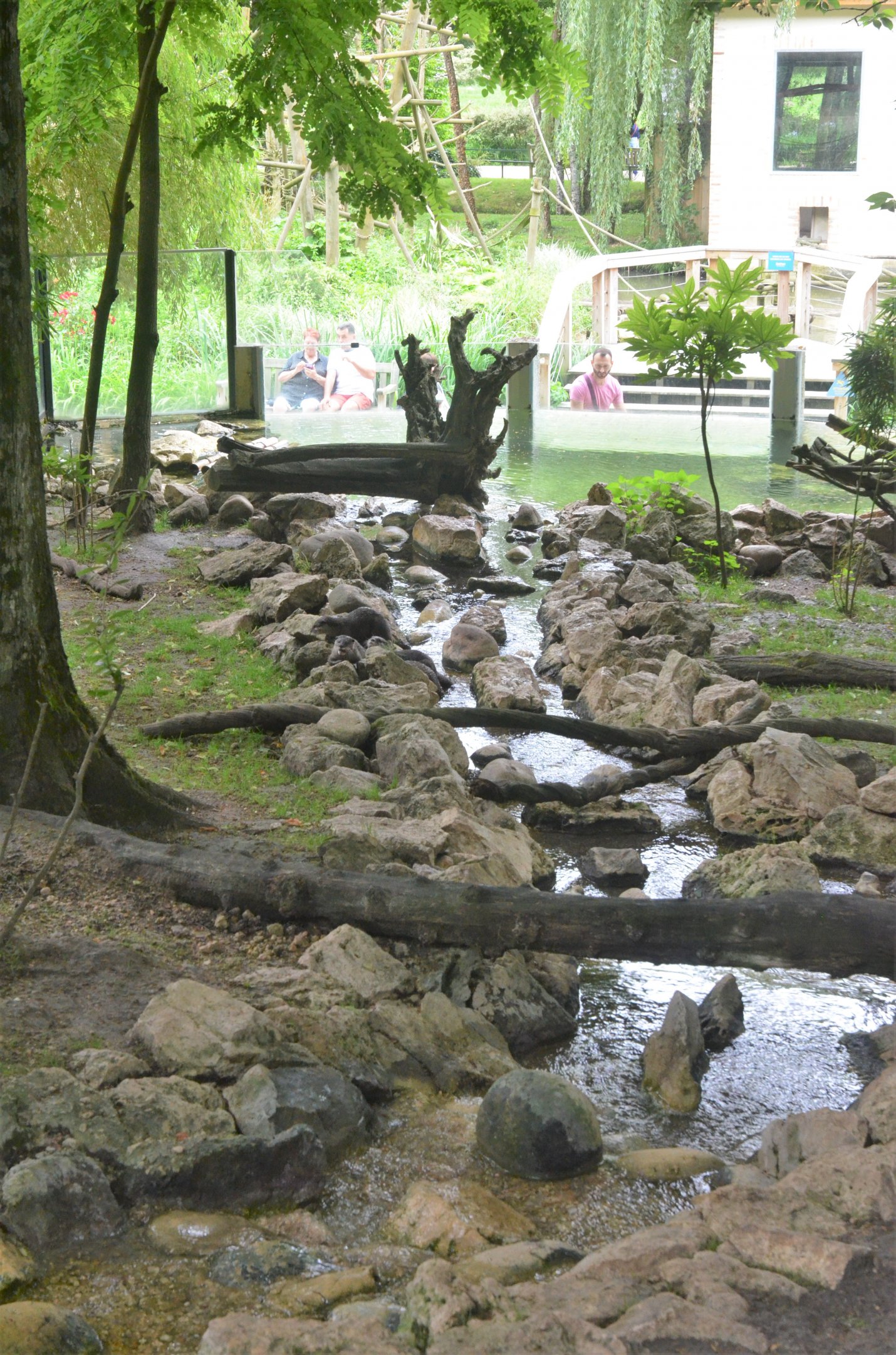 Asian Short-clawed Otter Enclosure at Beauval, 12/06/18