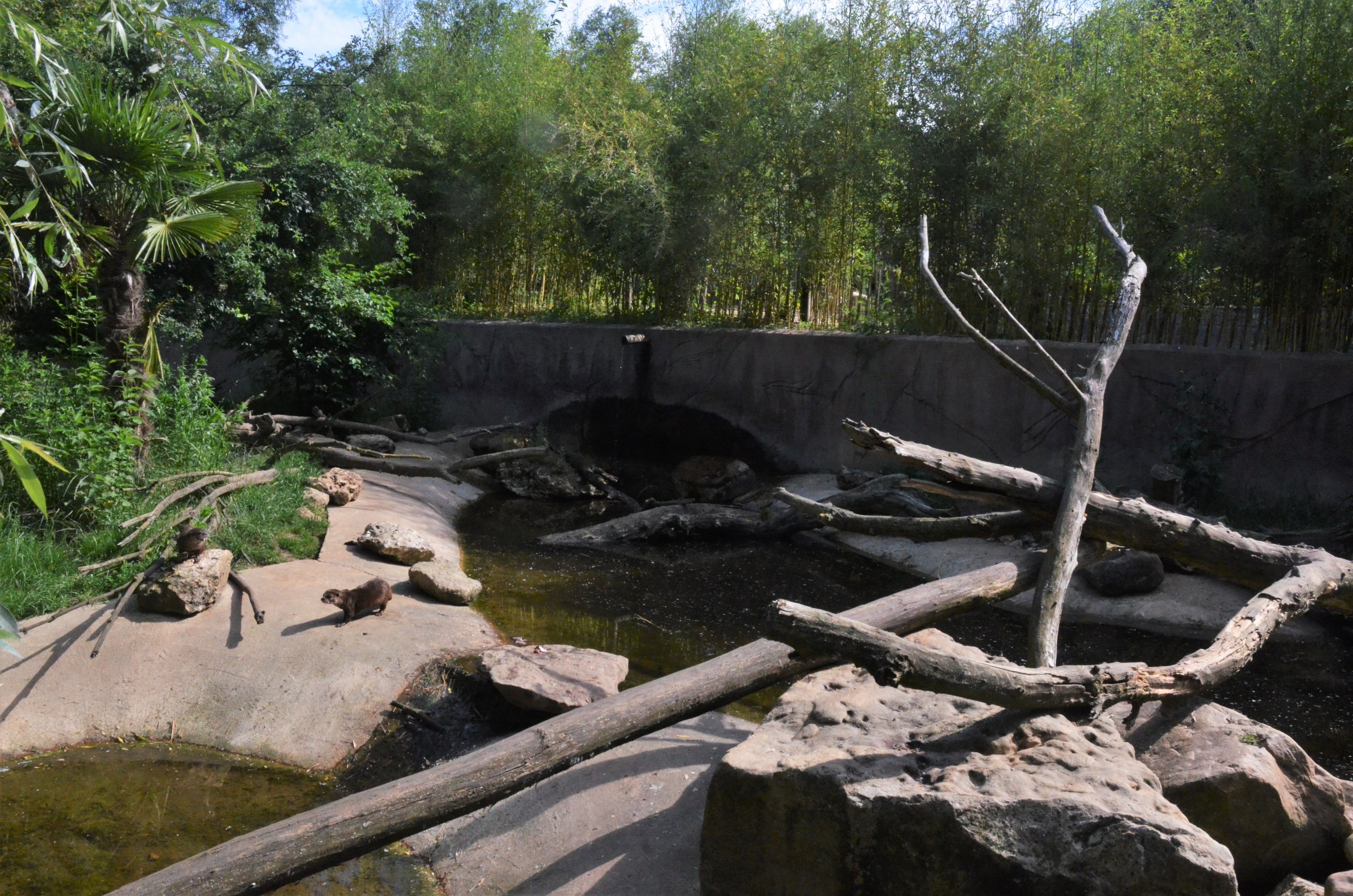 Asian Short-clawed Otter Enclosure at Biotropica, 16/06/18