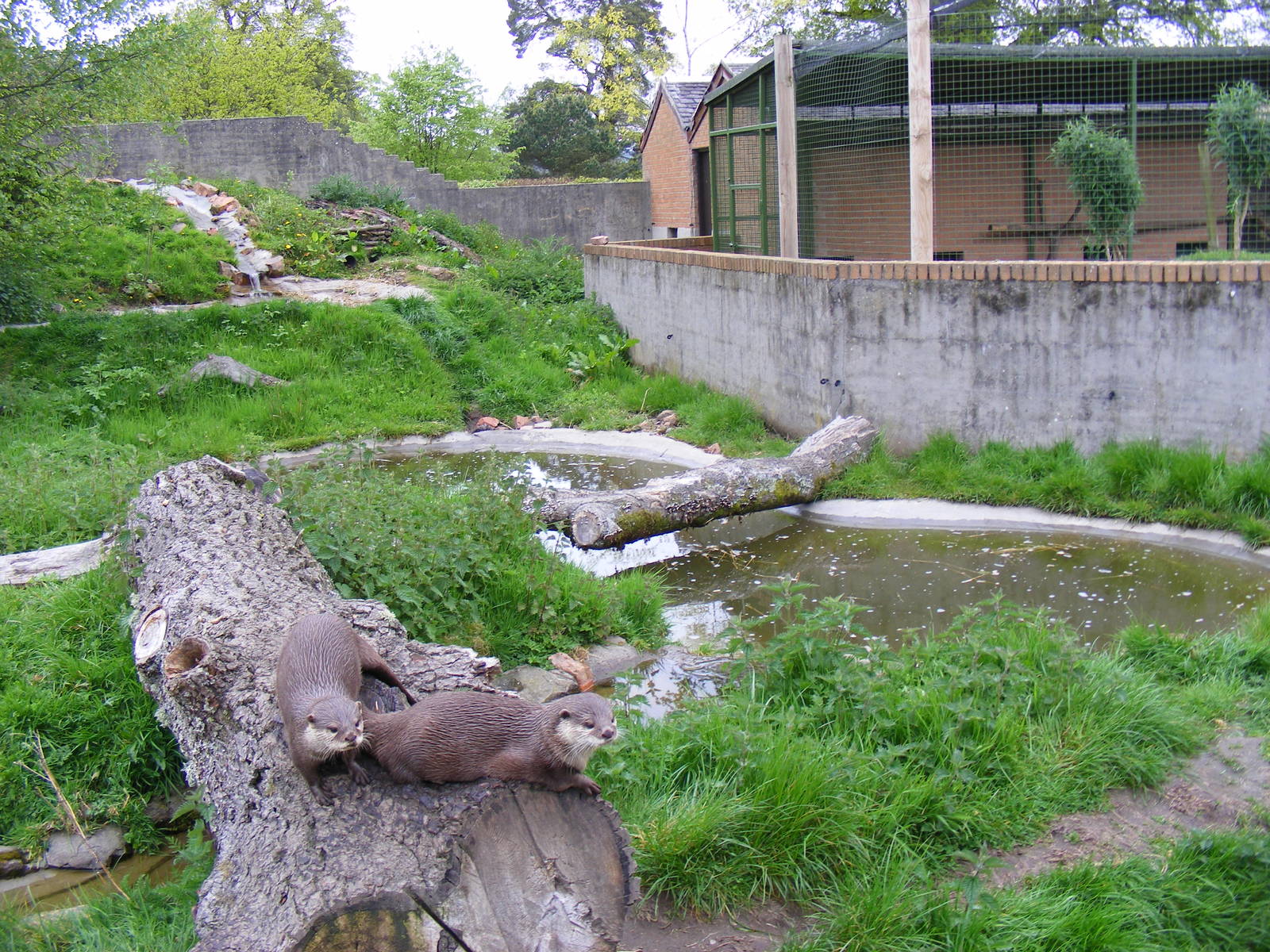 Asian short-clawed otter enclosure at Blair Drummond Safari Park, 19 May 20