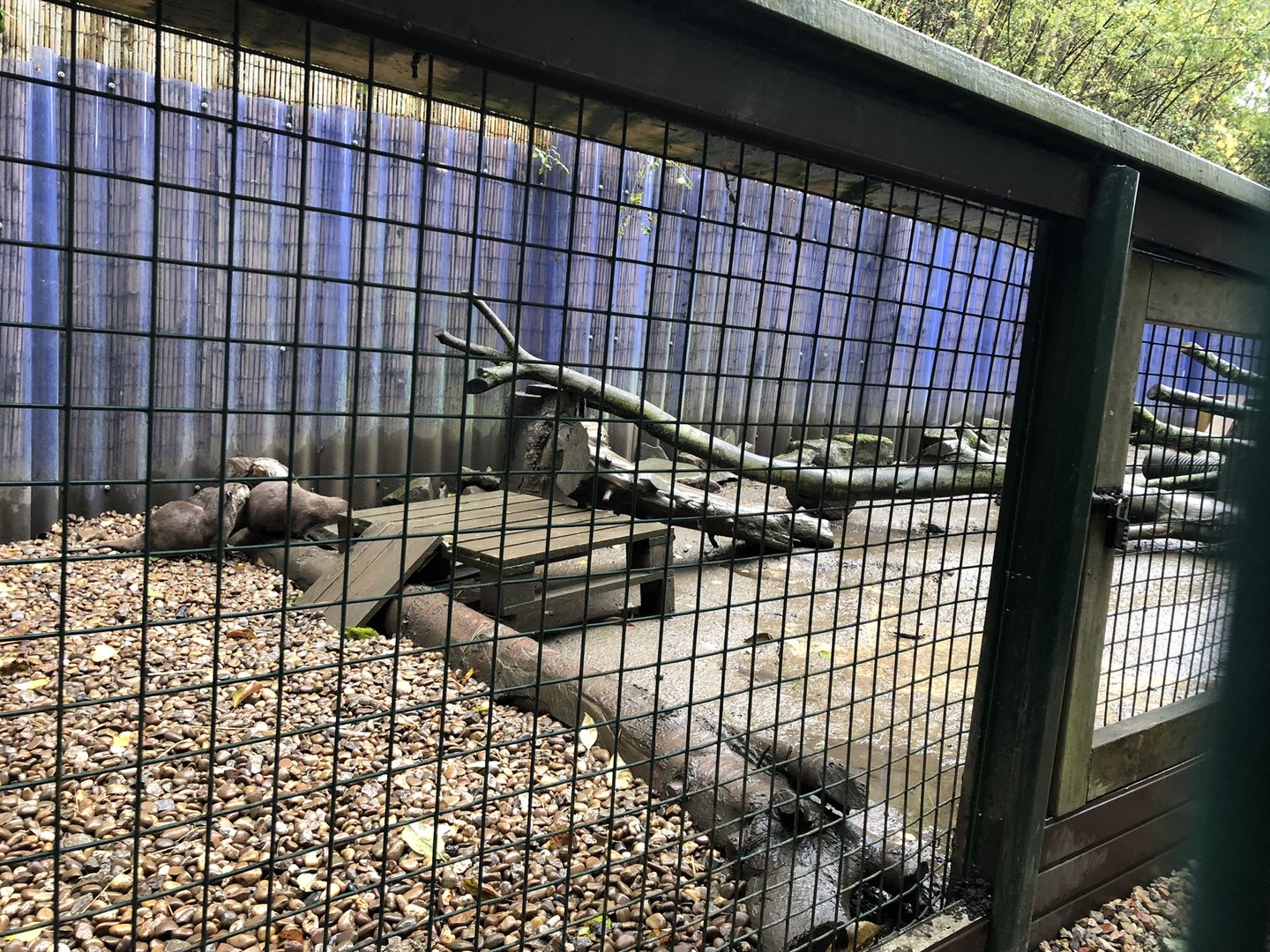 Asian Short-clawed Otter Enclosure at Ponderosa Zoo (October 2022)