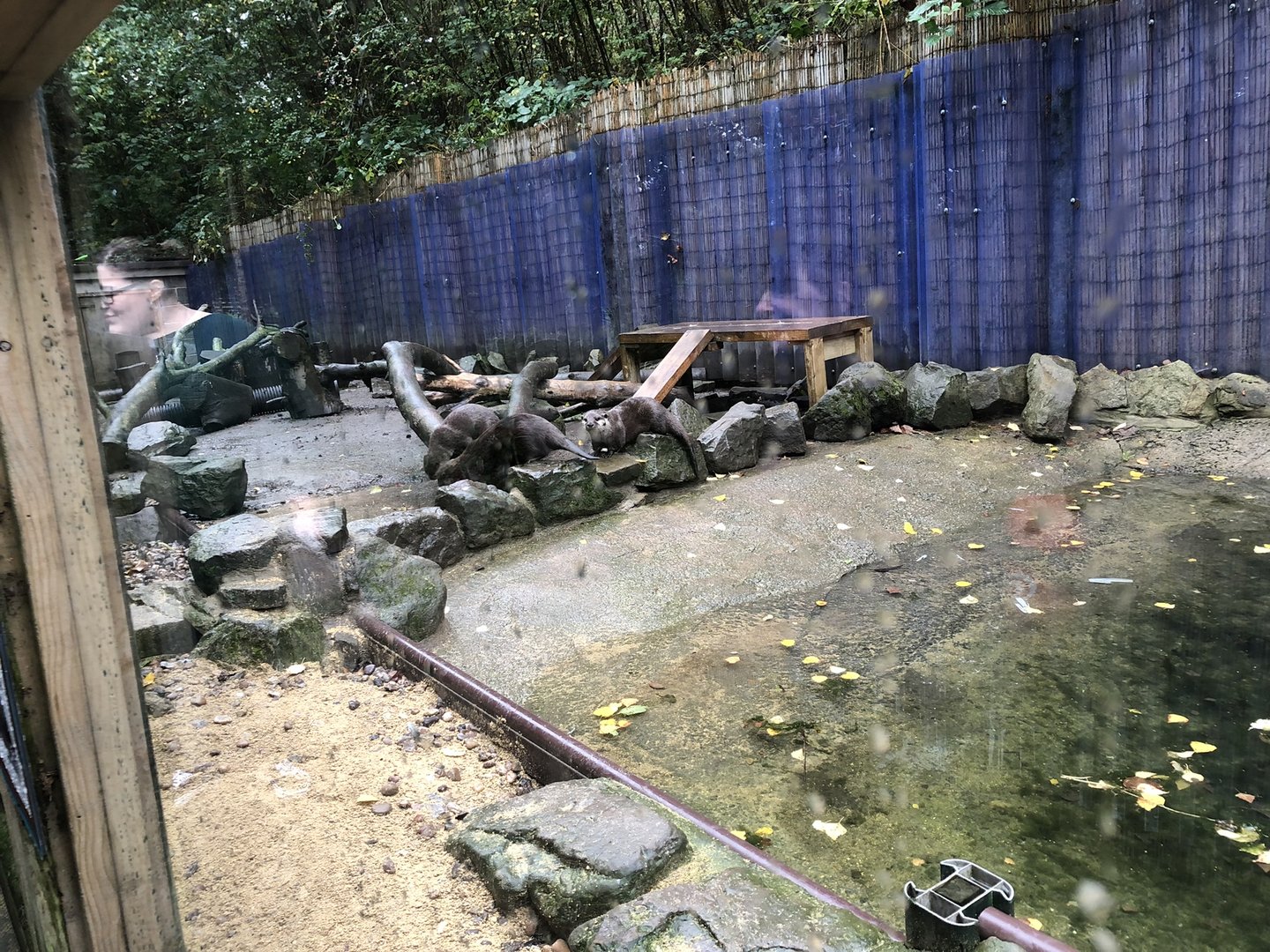 Asian Short-clawed Otter Enclosure at Ponderosa Zoo (October 2022)