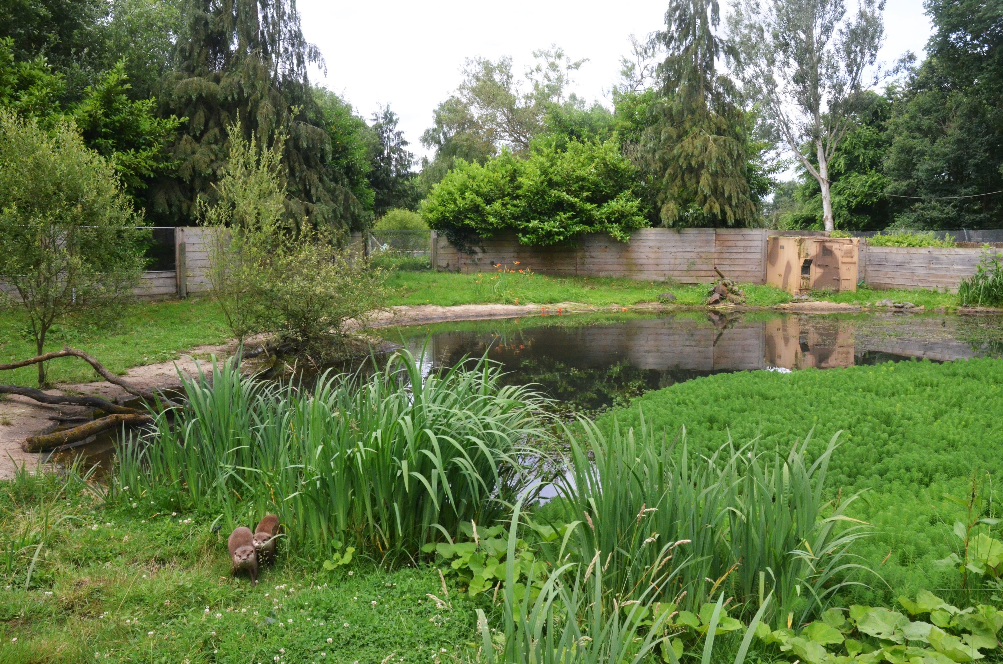 Asian Short-clawed Otter Enclosure at Spaycific'Zoo, 13/06/18