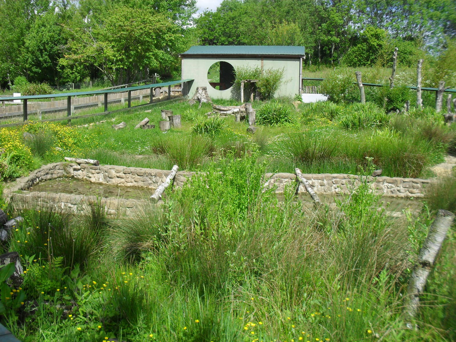 Asian Short-clawed Otter Enclosure