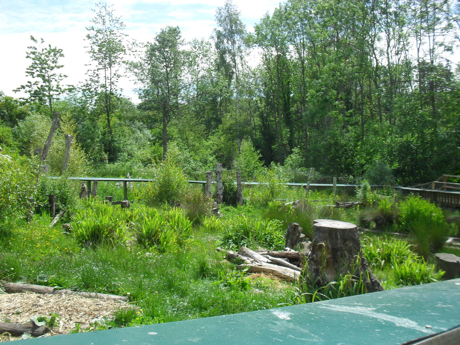 Asian Short-clawed Otter Enclosure