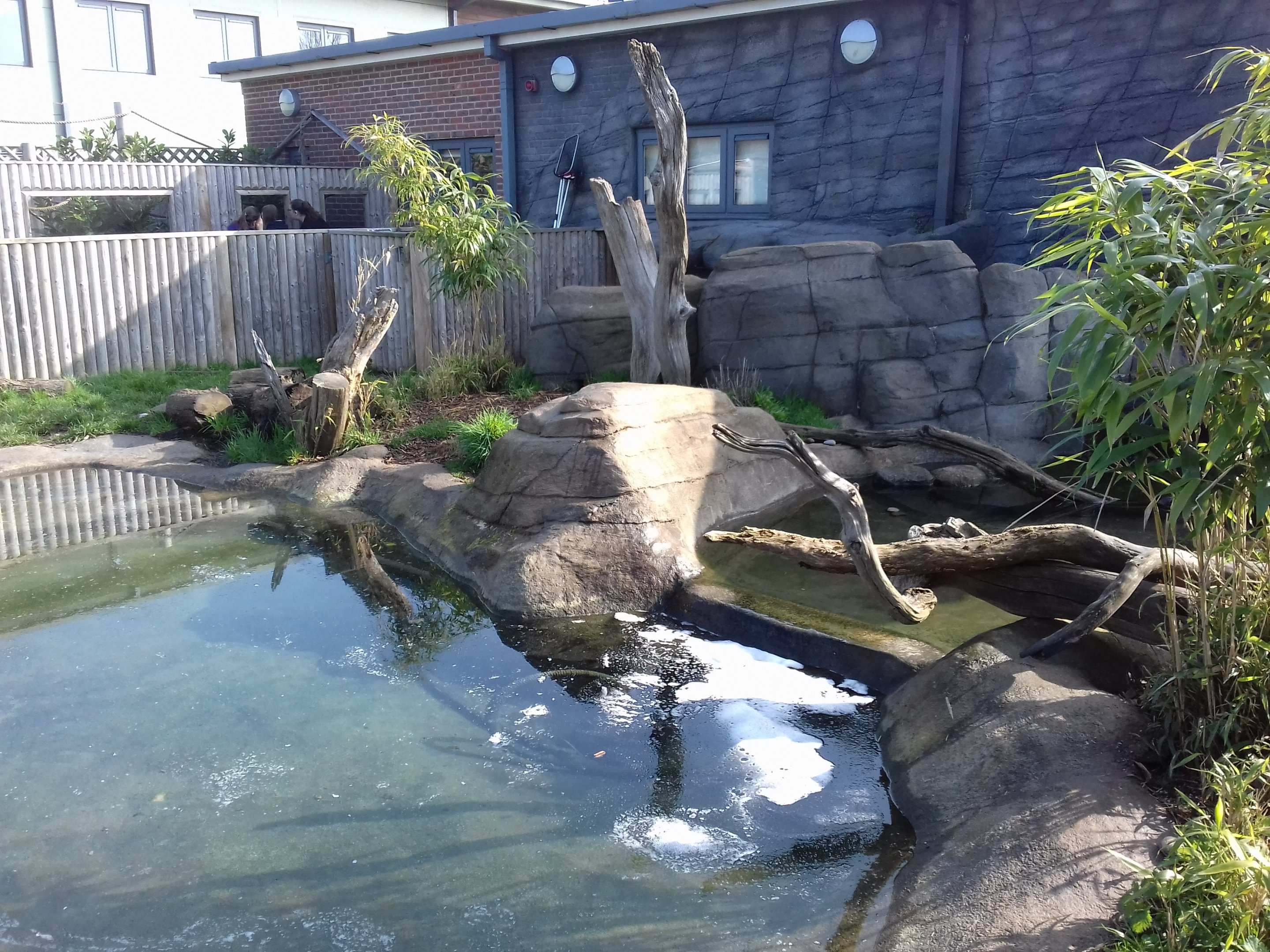 Asian Short Clawed Otter enclosure