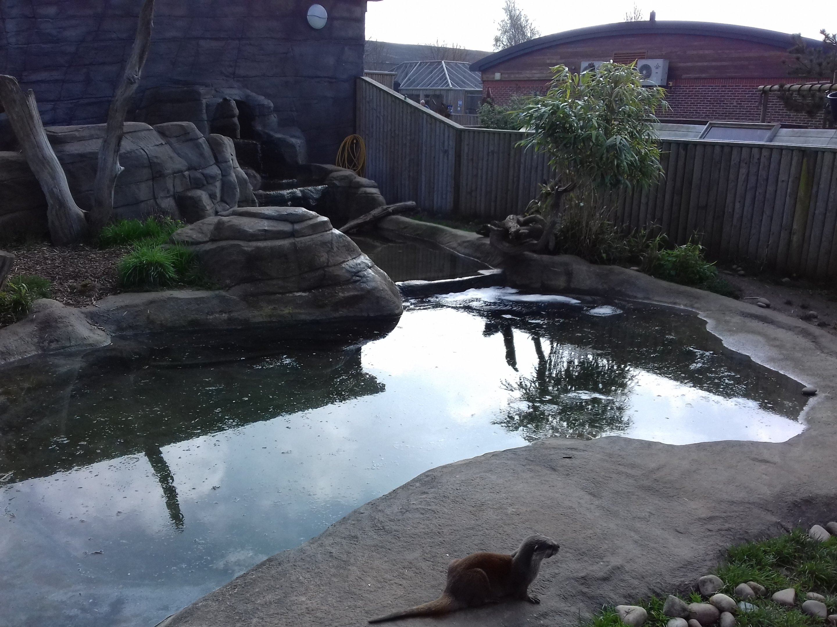 Asian Short Clawed Otter enclosure