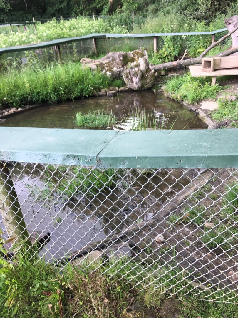 Asian Short Clawed Otter Enclosure