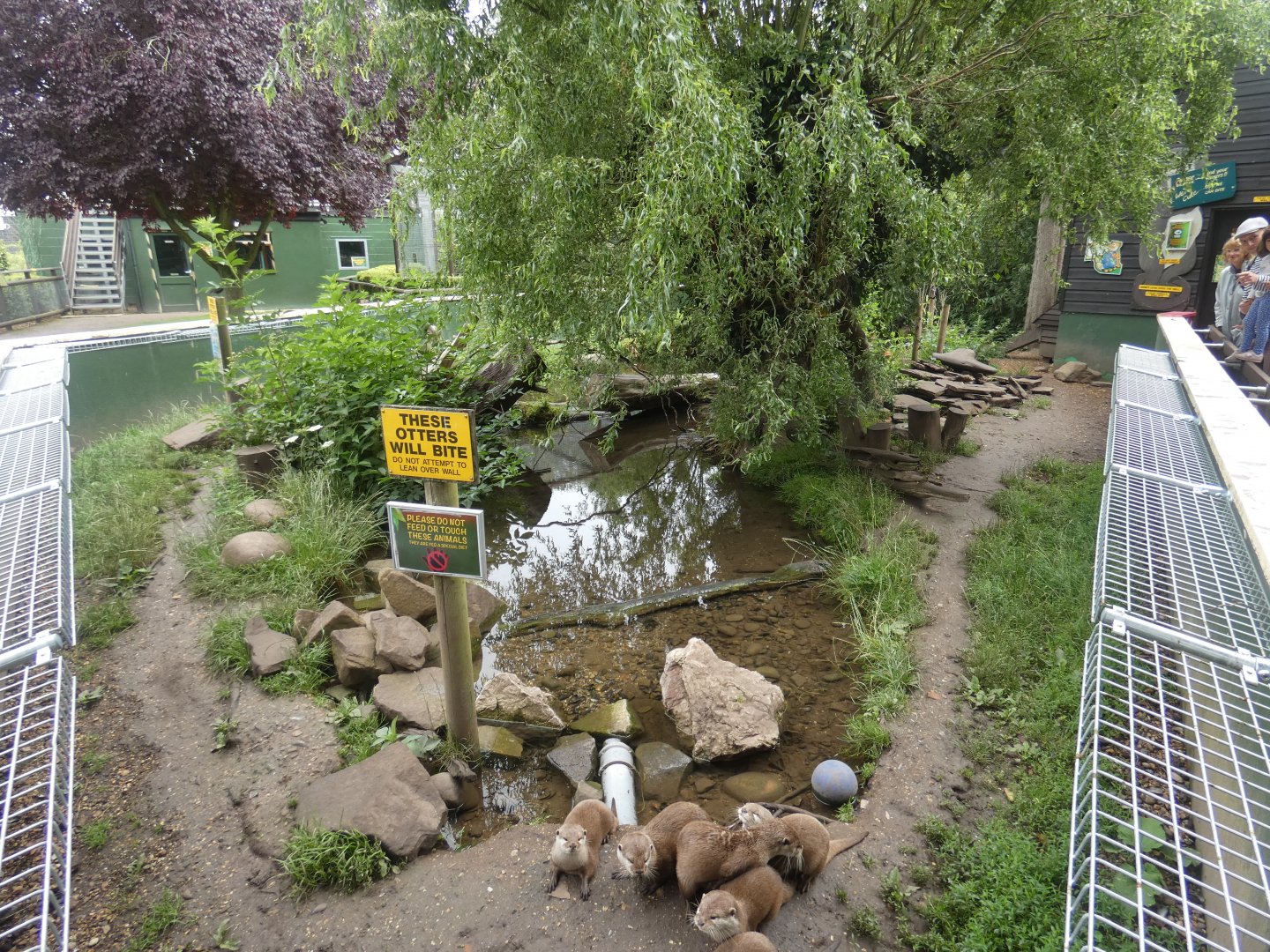 Asian Short-clawed Otter enclosure