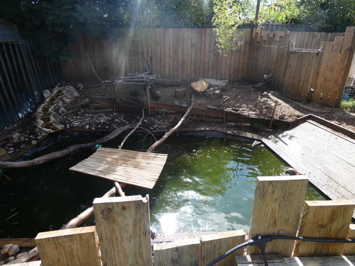 Asian Short-clawed Otter enclosure