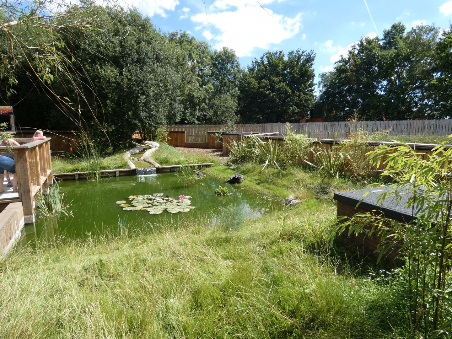 Asian Short-clawed Otter enclosure