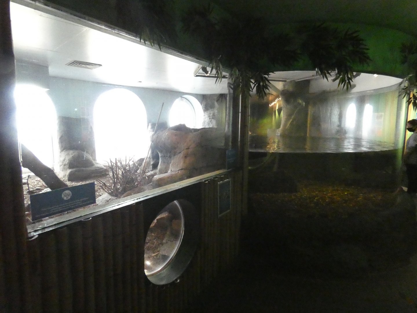 Asian short-clawed otter enclosure