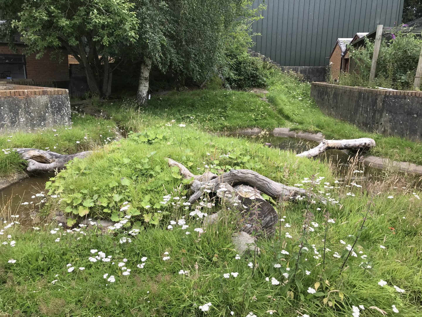 Asian short clawed otter enclosure