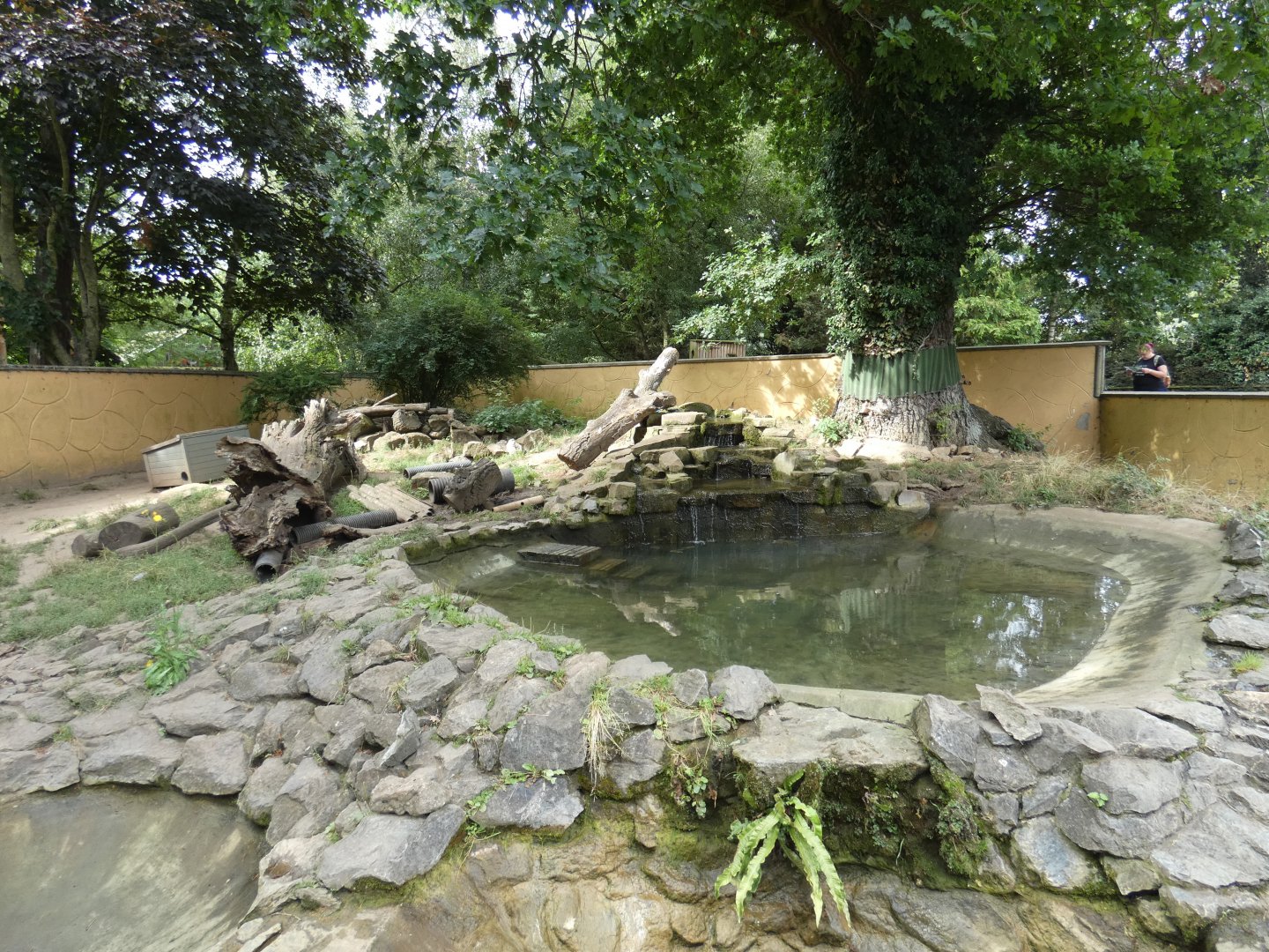 Asian short-clawed otter enclosure