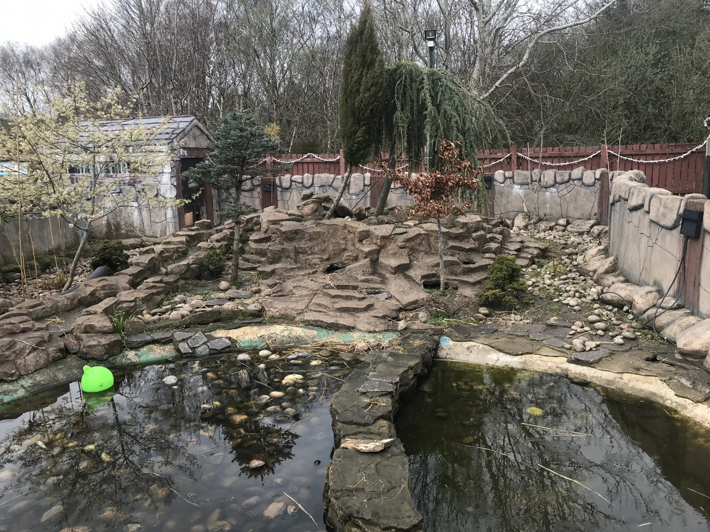 Asian short clawed otter enclosure
