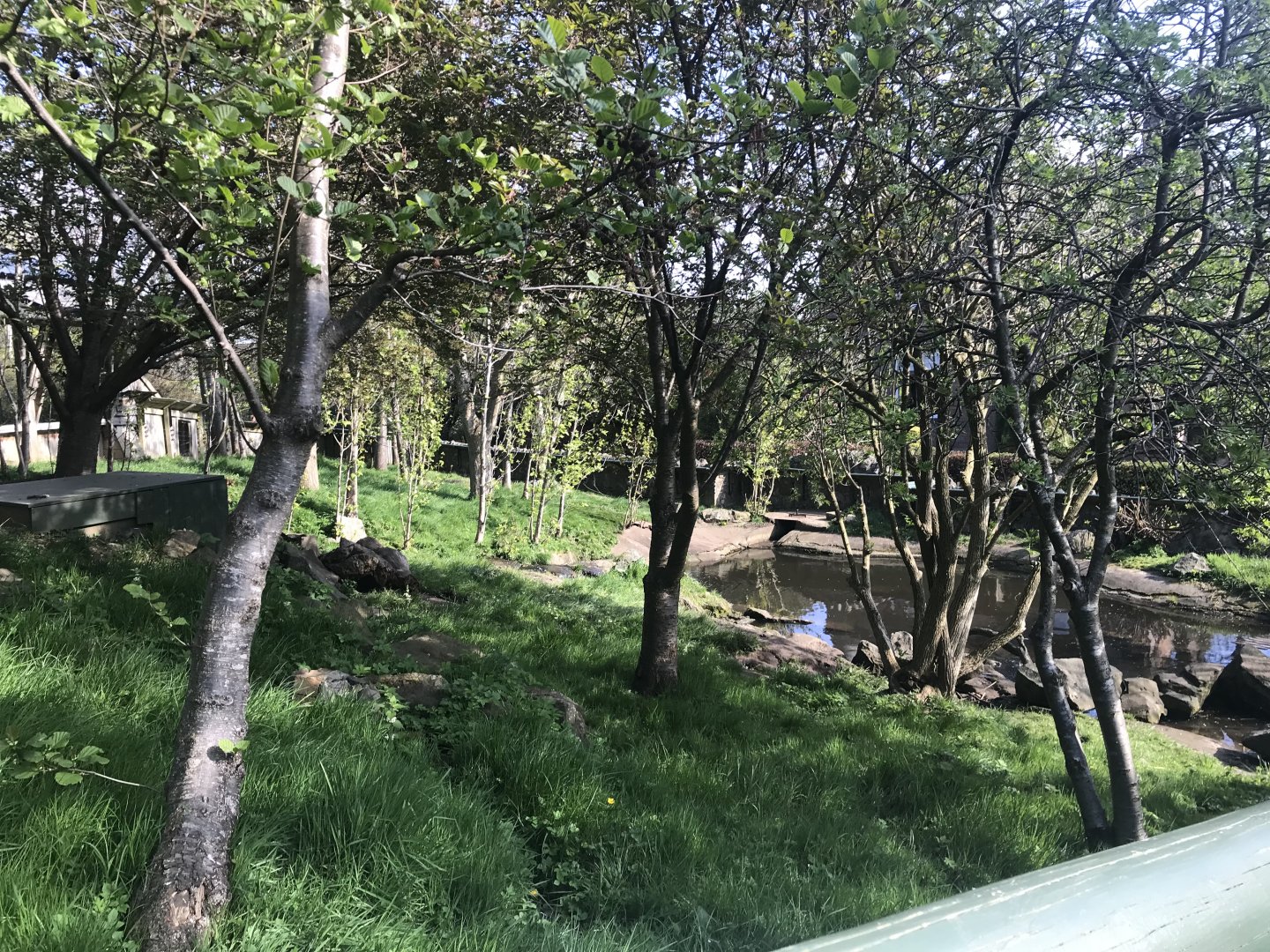 Asian short clawed otter enclosure