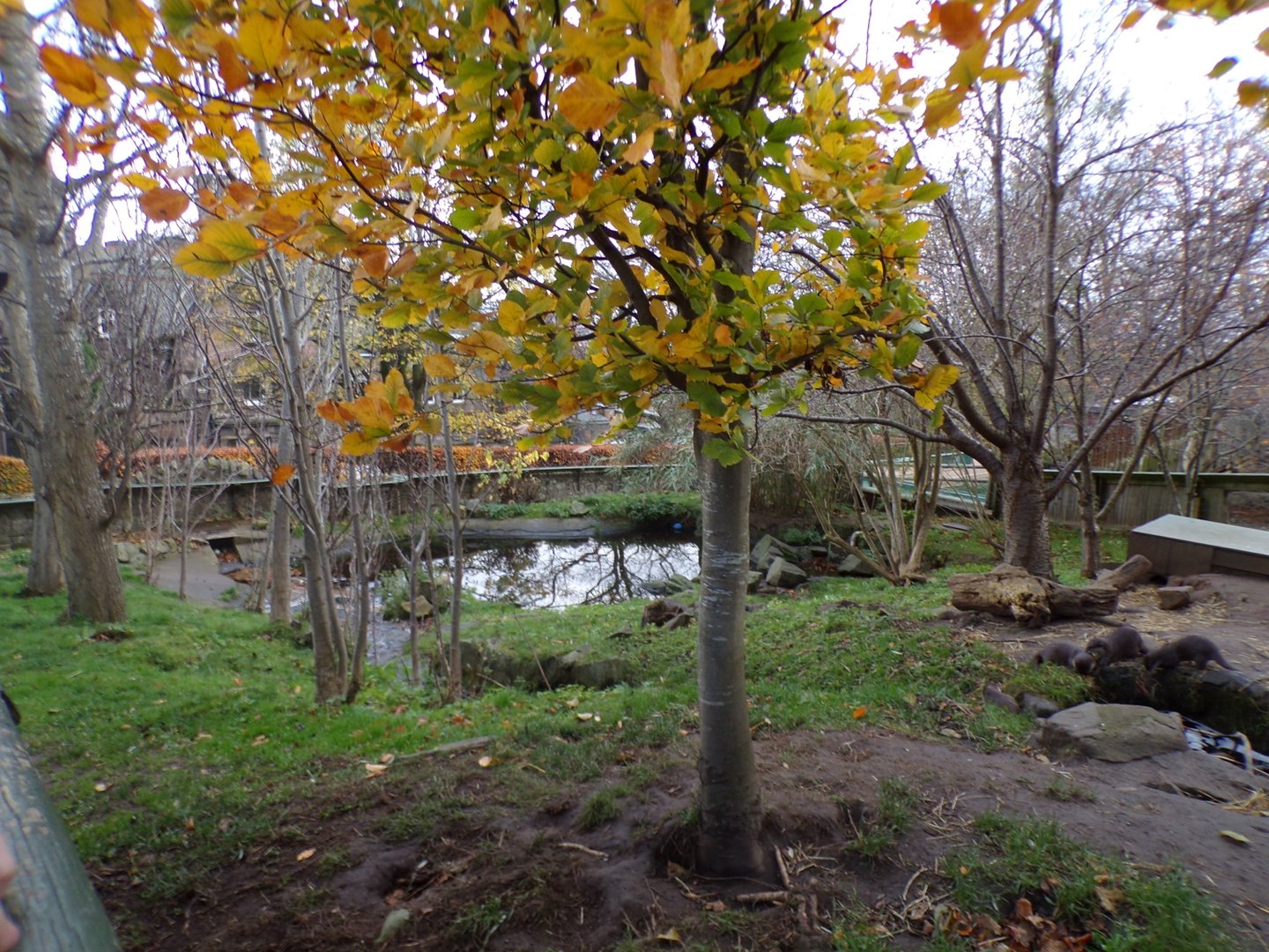 Asian short clawed otter enclosure