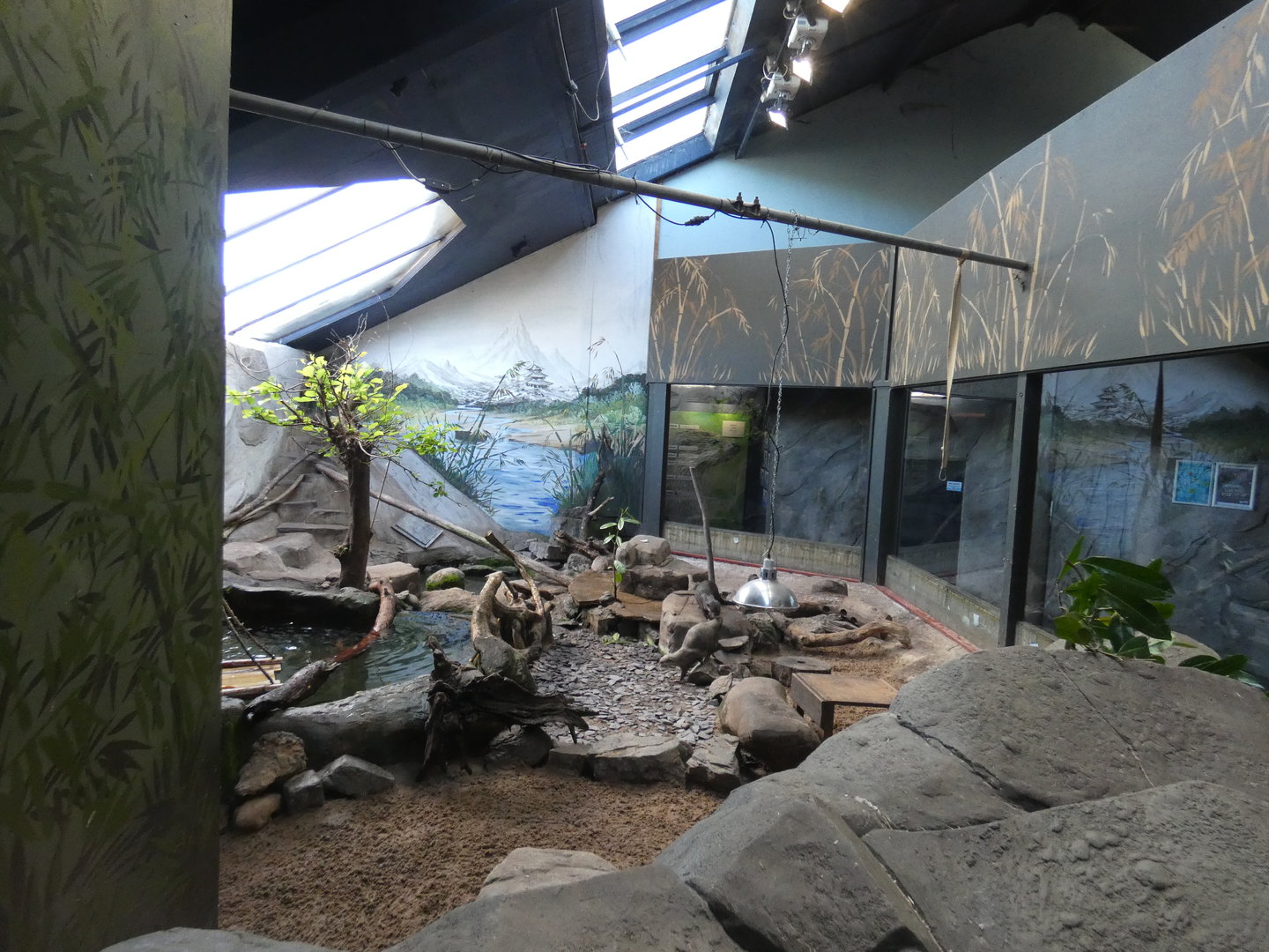 Asian short-clawed otter enclosure