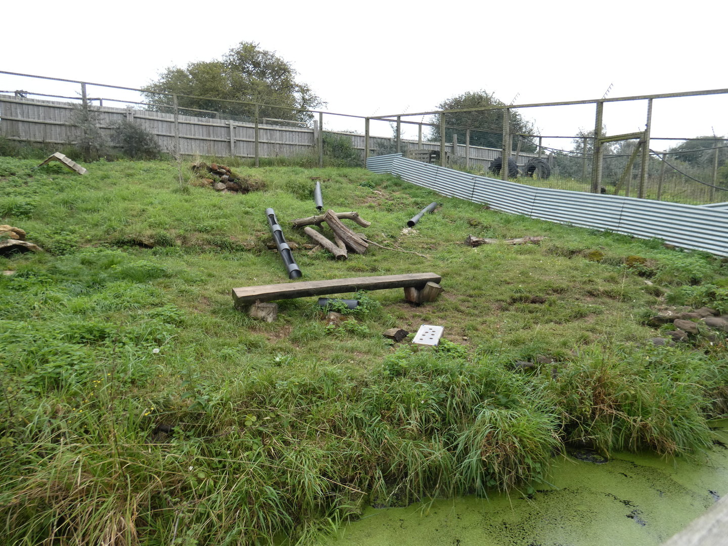 Asian short-clawed otter enclosure