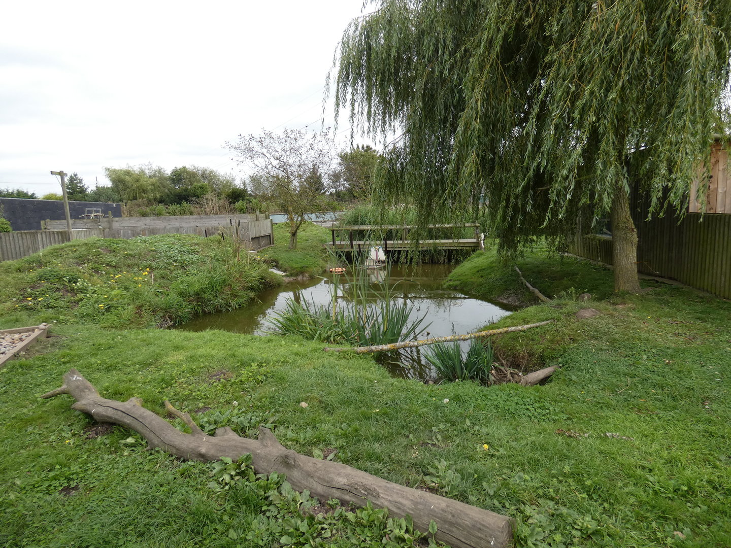 Asian short-clawed otter enclosure