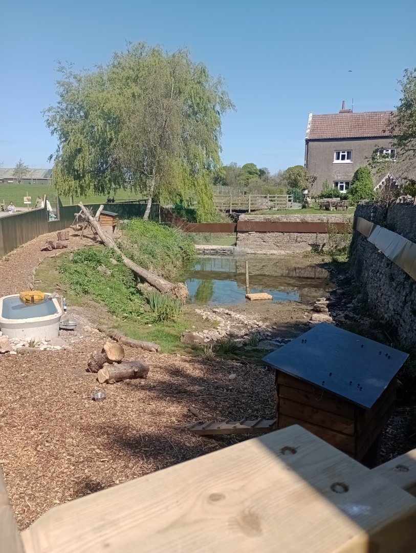 Asian short-clawed otter enclosure