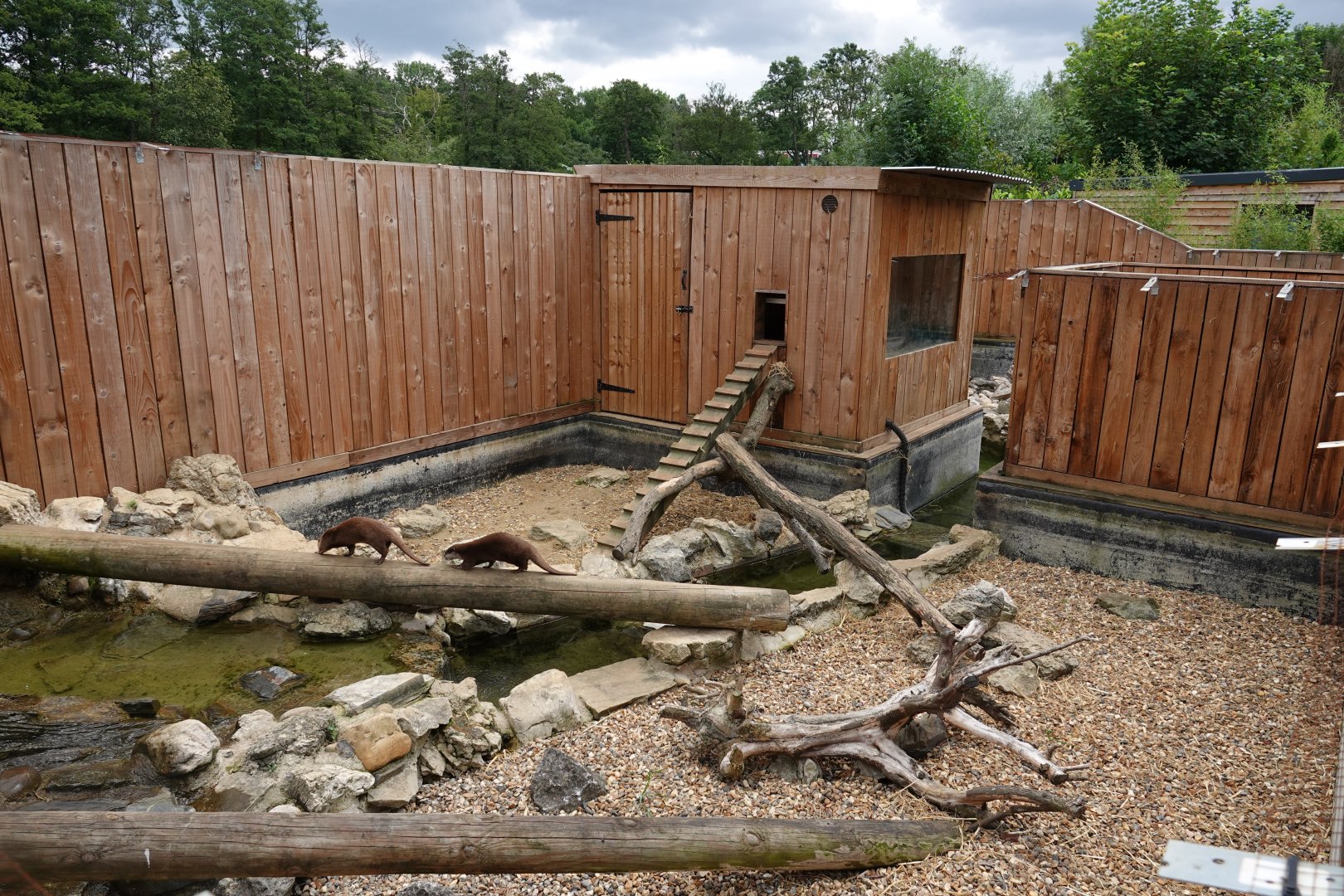 Asian short-clawed otter enclosure
