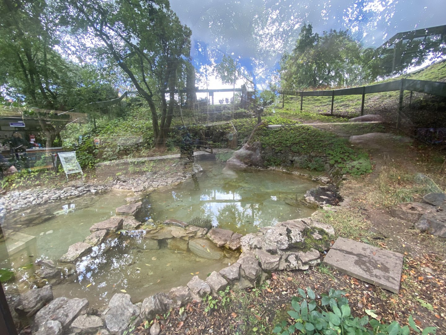 Asian short clawed otter enclosure