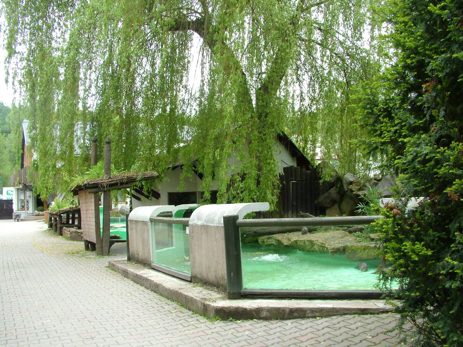 Asian Short-clawed Otter exhibit at Jihlava, 31/05/10