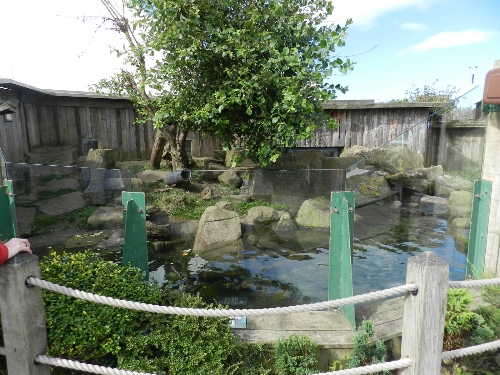 Asian Short Clawed Otter Exhibit at SEA LIFE Scarborough - 26/08/2012