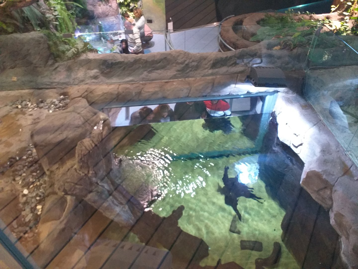 Asian short-clawed otter exhibit -BioDomo (2019)