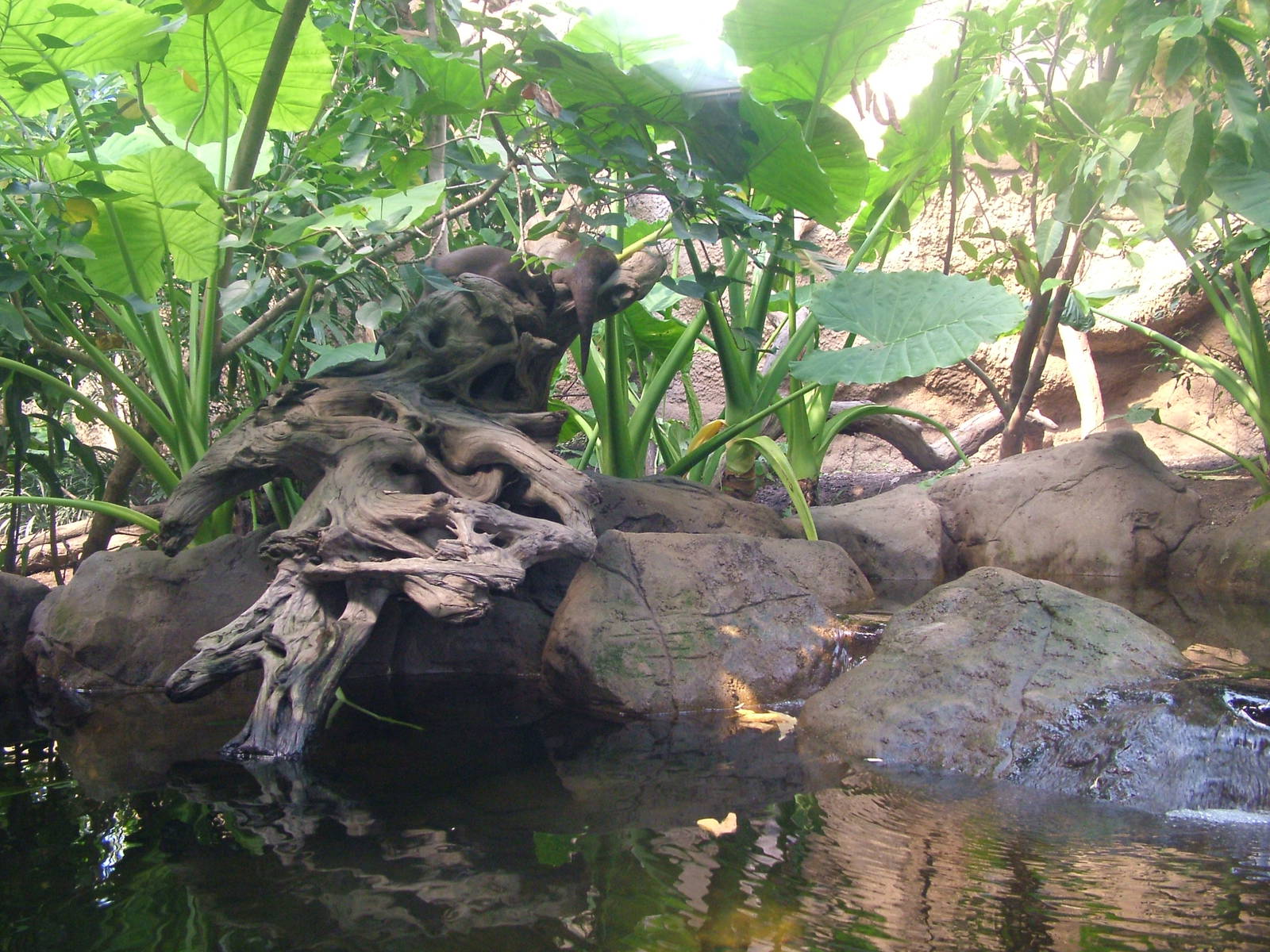 Asian Short-clawed Otter Exhibit - Gondwanaland, Leipzig, 02/09/11