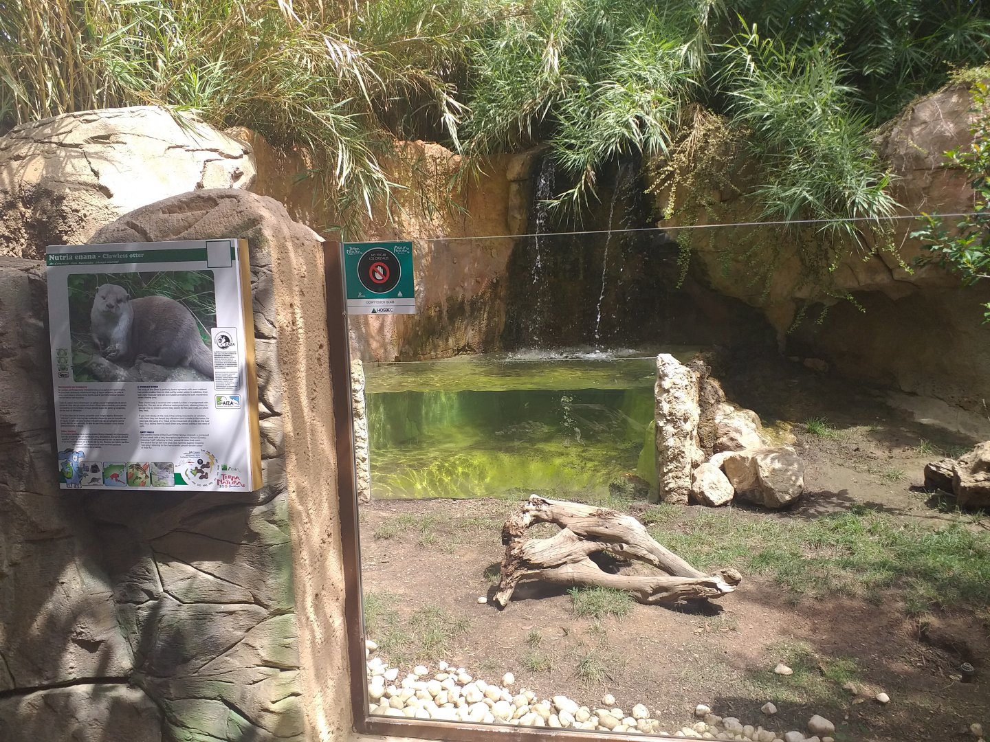 Asian short-clawed otter exhibit -TerraNatura Benidorm (2021)