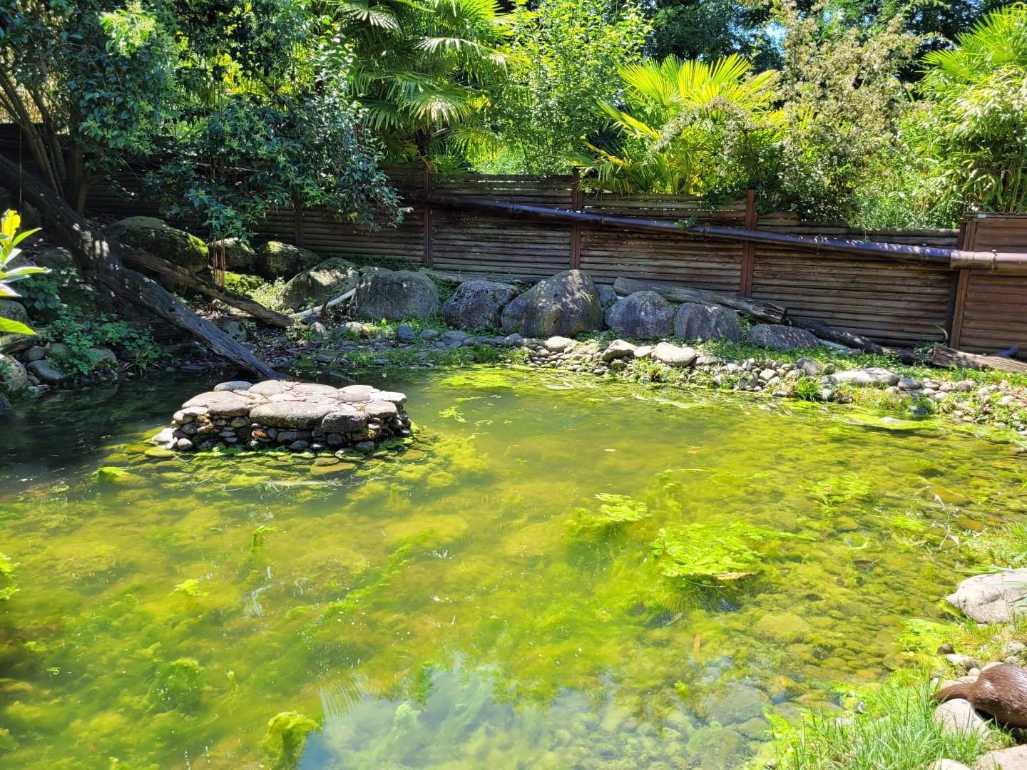 Asian short-clawed otter exhibit -Zoo d'Asson (2022)