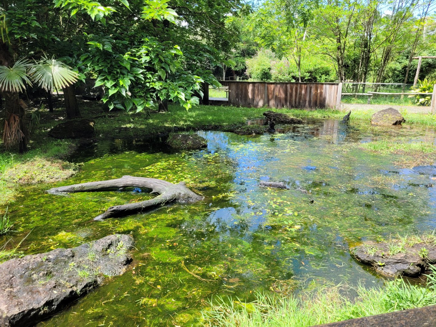 Asian short-clawed otter exhibit -Zoo du bassin d'Arcachon (2024)