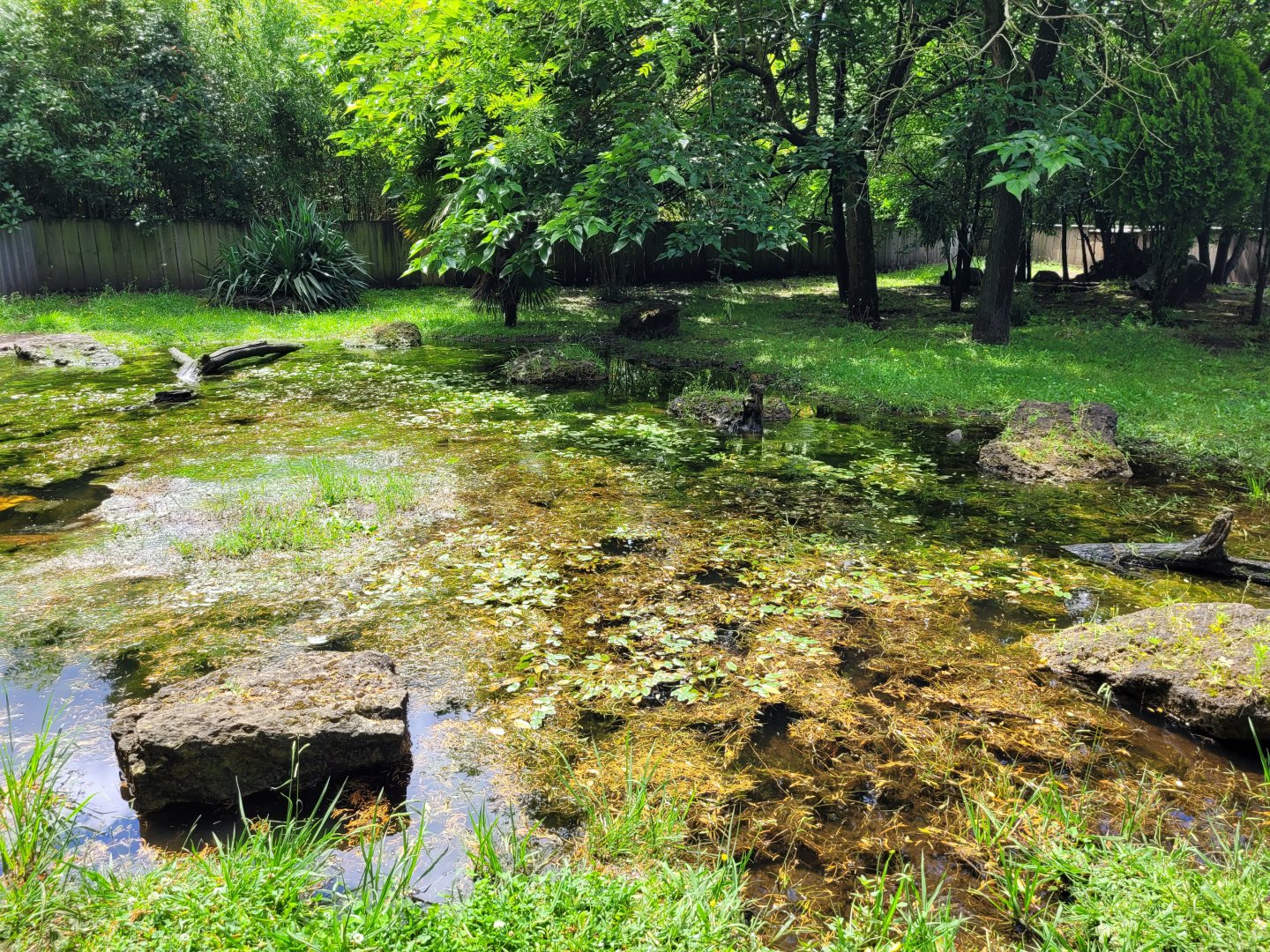 Asian short-clawed otter exhibit -Zoo du bassin d'Arcachon (2024)